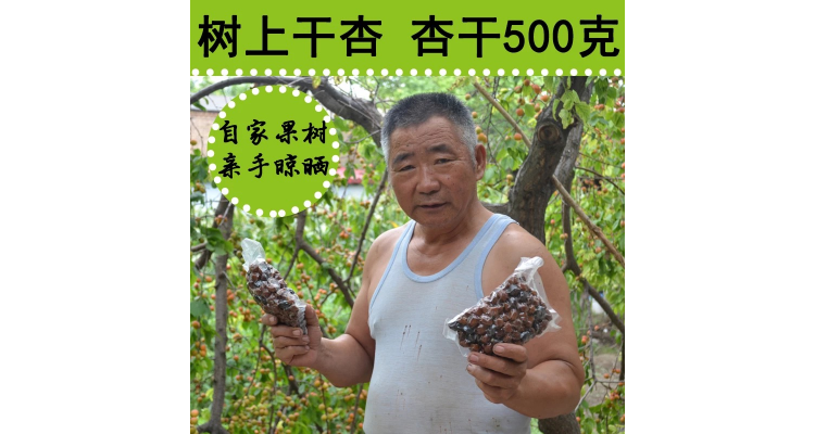 新疆树上干杏