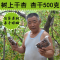 新疆树上干杏
